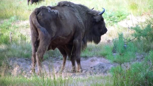 Europeisk bisonoxe. — Stockvideo