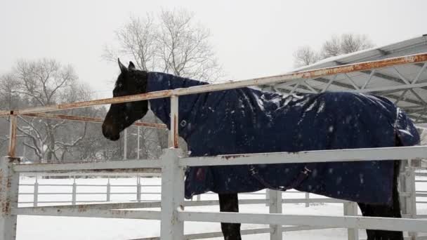 Zwarte Paard. — Stockvideo