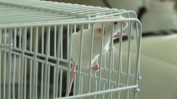Experimentos con ratones de laboratorio — Vídeo de stock