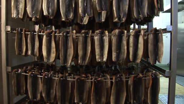 Planta de procesamiento de pescado . — Vídeos de Stock