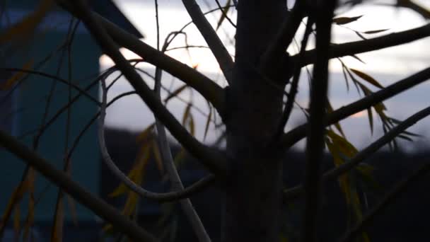 在黄昏的树 — 图库视频影像