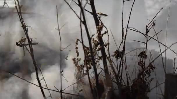 Brandende bos. de camera-bewegingen — Stockvideo