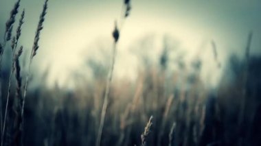 grass büyüyen hareketi