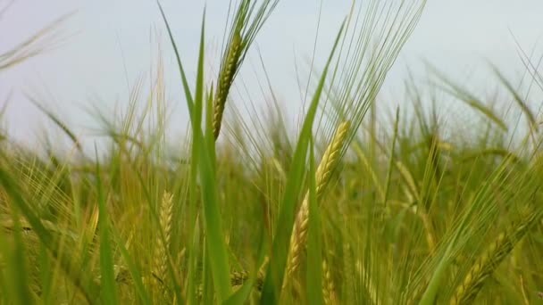 Green wheat — Stock Video