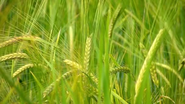 Green wheat — Stock Video