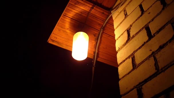 Moths flying around a light bulb — Stock Video