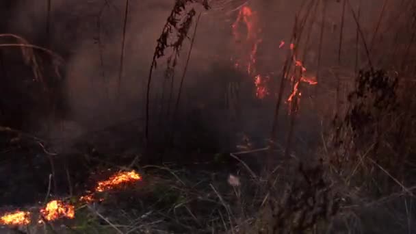Bosque en llamas — Vídeo de stock