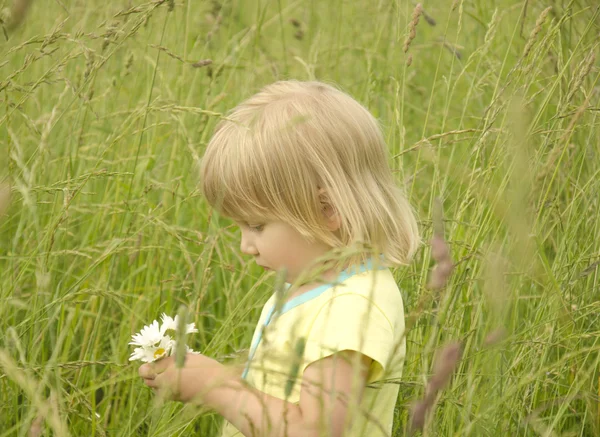 Krásná holčička shromažďuje kyticí sedmikrásek — Stock fotografie
