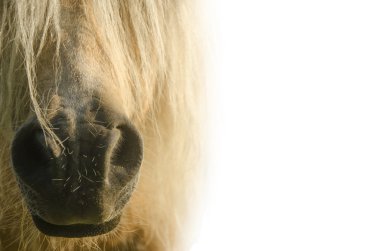 Beyaz bir midilli. beyaz zemin üzerinde burun midilli