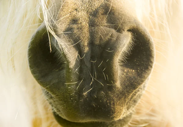 Un pony bianco. pony naso — Foto Stock