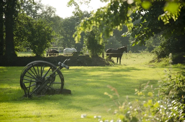 Horses on a summer pasture — Stock Photo, Image