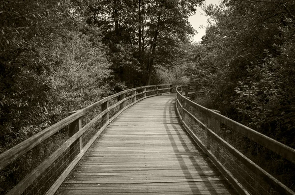 Along forest trail is a wooden foot bridge