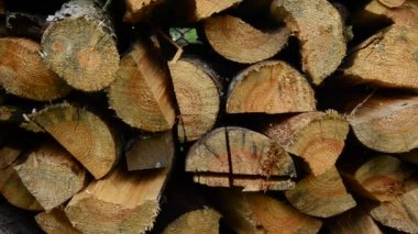 Taze kesilmiş Birch ve Pine Logs Yığını
