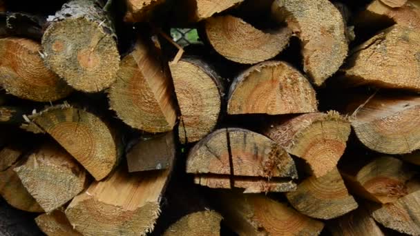 Empilhe vidoeiro de corte fresco e registros de pinheiro — Vídeo de Stock