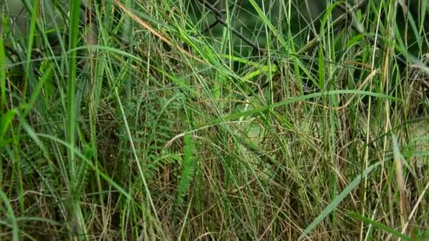 Verde foresta scura dietro la recinzione di ferro — Video Stock