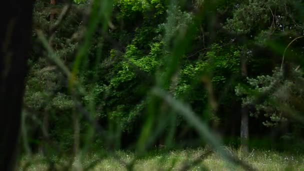 Bosque verde oscuro detrás de la cerca de hierro — Vídeo de stock