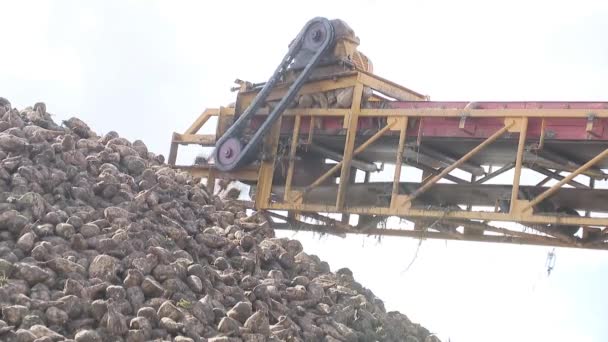사탕무의 가공 과정. 가공 공장으로 수송 할 비트 를 수확하는 모습. — 비디오