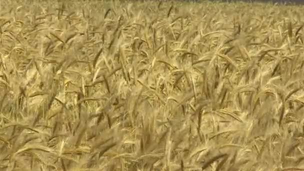 Campo con cultivos de cereales. Campo agrícola con cosecha. — Vídeo de stock