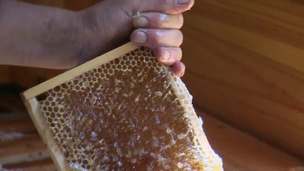 Extraction de nids d'abeilles. Extraction de miel, les processus apiculteurs nids d'abeilles. — Video