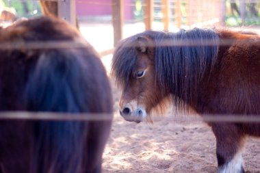 13 Şubat 2022, Rabat, Fas: Anne ve bebek atlar tarlada duruyor