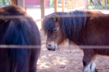 13 Şubat 2022, Rabat, Fas: Anne ve bebek atlar tarlada duruyor