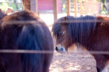 13 Şubat 2022, Rabat, Fas: At Aygırı ve güzel yavrusu hayvanat bahçesi parkında bir tarlada