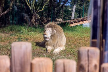 13 Şubat 2022, Rabat, Fas: Hayvanat bahçesi parkındaki kütüğün üzerinde yatıyor.