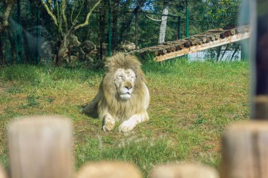 13 Şubat 2022, Rabat, Fas: Hayvanat bahçesinde bekar yetişkin erkek aslan