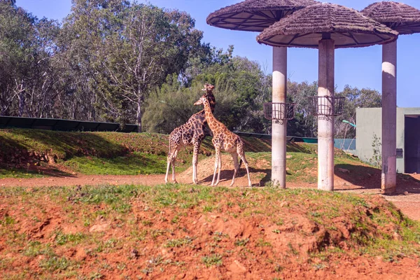 Feb 2022 Rabat Marocco Giraffa Abbracciare Insieme Parco Zoo — Foto Stock