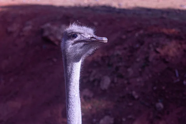 Feb 2022 Rabat Morocco African Ostrich Common Strich Struthio Camelus — стоковое фото