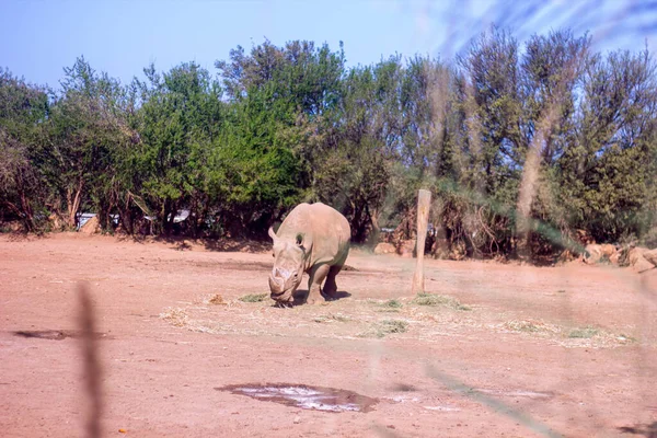 Февраля 2022 Года Рабат Марокко Большой Носорог Зоопарке — стоковое фото