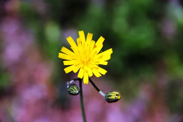 Flores —  Fotos de Stock