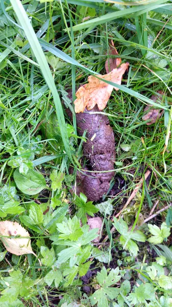 Dog Shit Background Green Grass Pile Dog Shit Grass Top — Foto Stock