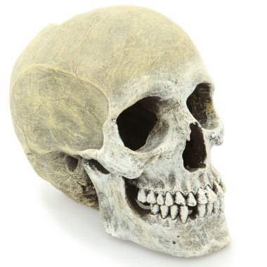 Model of Human Skull clipart