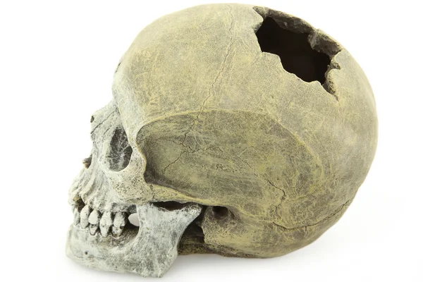 insan kafatası modeli