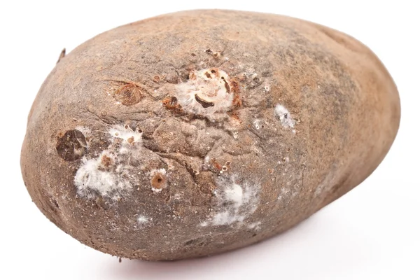 Заплесневелый картофель — стоковое фото