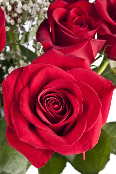 Rosas rojas — Foto de Stock