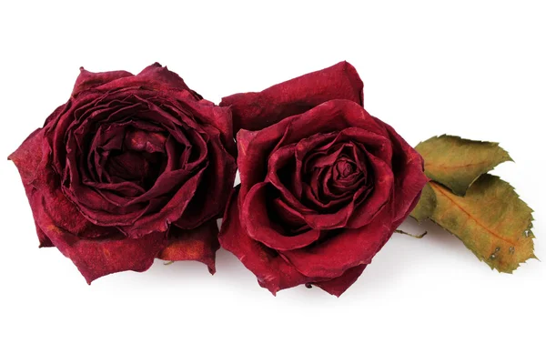 Can güldetalle caja huevo carton