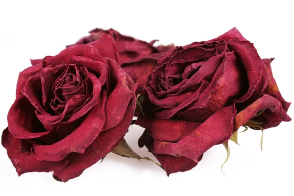 Can güldetalle caja huevo carton