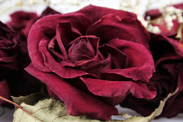 Rosas a morrer — Fotografia de Stock