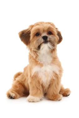 Küçük Köpek