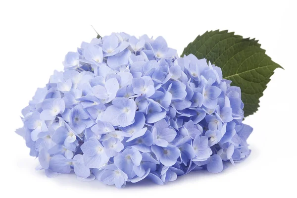 Flores azules — Foto de Stock