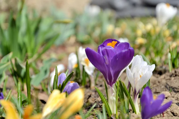 Belezas de primavera - flores de croco coloridas — Fotografia de Stock