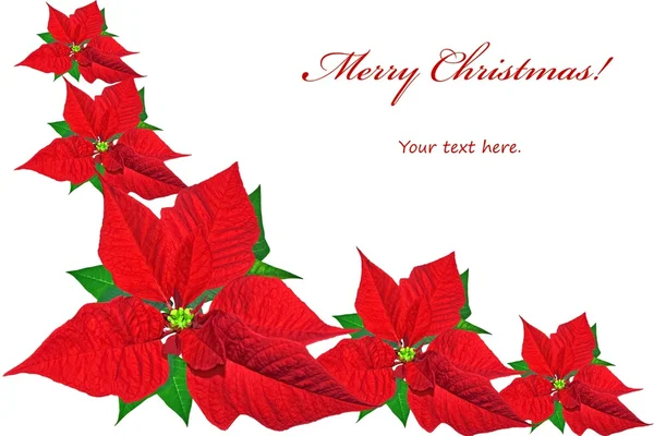 Christmas card with red poinsettias — Stock Photo, Image