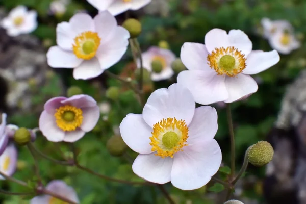 Japanse anemone - thimbleweed bloemen — Stockfoto