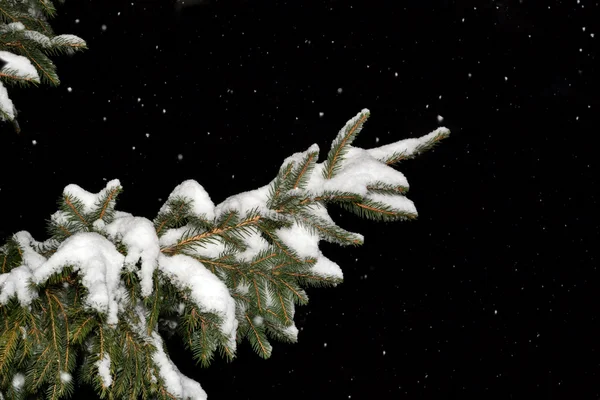 Branche de sapin couverte de flocons de neige dans la nuit — Photo