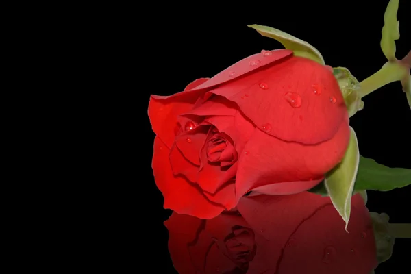 검정에 빨간 장미 매크로 — 스톡 사진