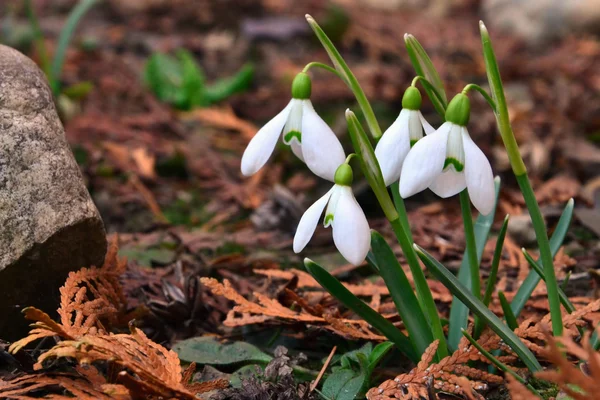 Gouttes de neige fleurs — Photo