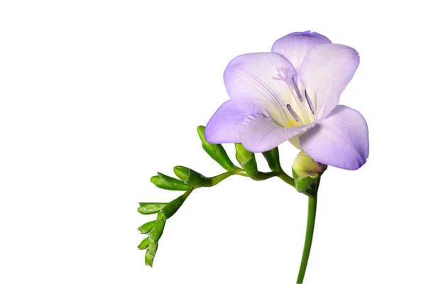 Fleur de Freesia violette isolée sur blanc — Photo