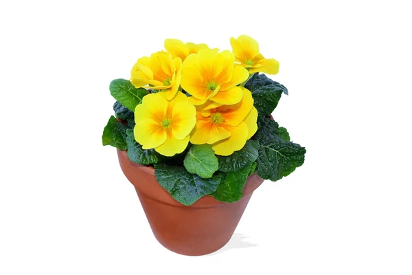 Yellow potted primrose isolated on white - Primula — Stock Photo, Image